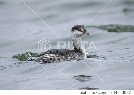 Horned grebe Horned grebe 134313097