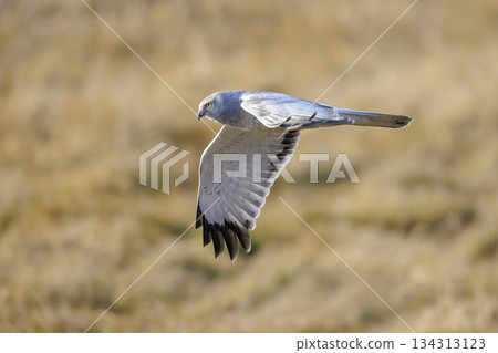 Northern harrier bird 134313123