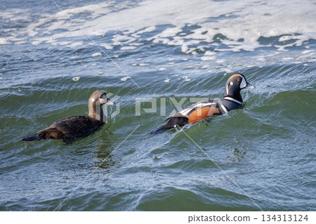Harlequin duck bird 134313124