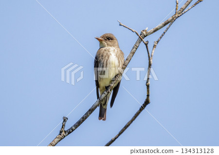Olive-sided Flycatcher bird Olive-sided Flycatcher bird 134313128