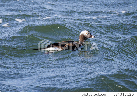 Long-tailed Duck bird Long-tailed Duck bird 134313129