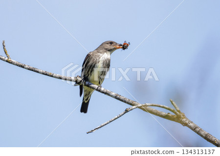 Olive-sided Flycatcher bird Olive-sided Flycatcher bird 134313137