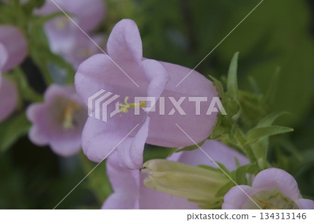 風鈴 風鈴 134313146