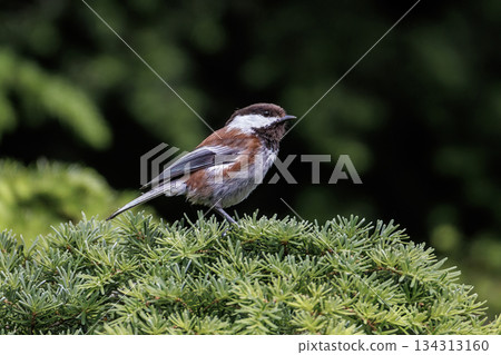 Chestnut-backed chickadee bird 134313160