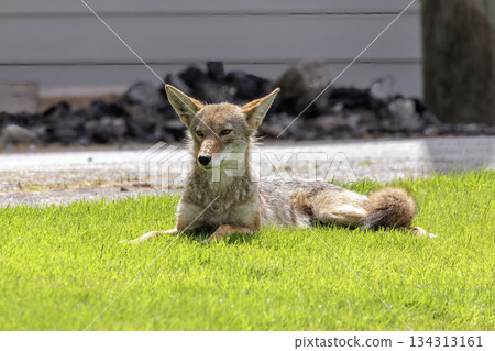Coyote Coyote 134313161