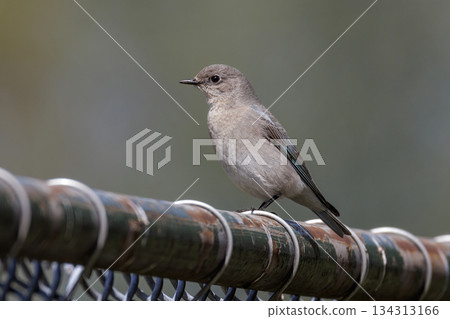 Mountain bluebird 134313166
