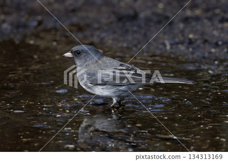 Dark-eyed junco slate colored Dark-eyed junco slate colored 134313169