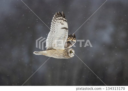 Short-eared owl Short-eared owl 134313170