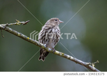 Pine siskin bird 134313173