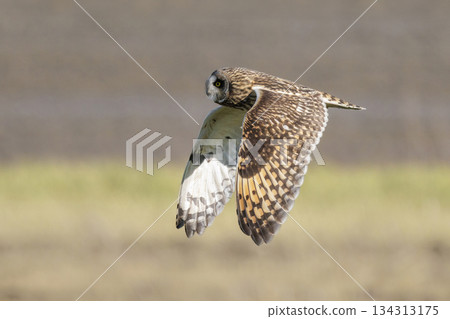 Short-eared owl 134313175