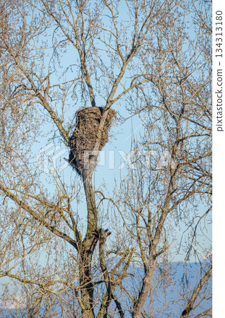 Bald eagle nest Bald eagle nest 134313180