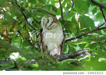 Barn owl bird Barn owl bird 134313211