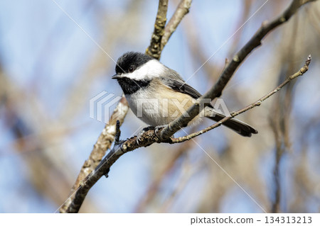 Black-capped chickadee bird Black-capped chickadee bird 134313213