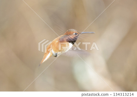Rufous hummingbird bird Rufous hummingbird bird 134313214