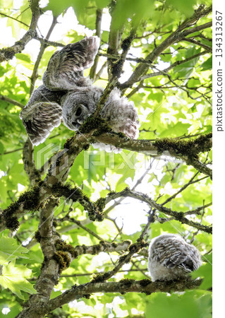Barred Owlet 134313267