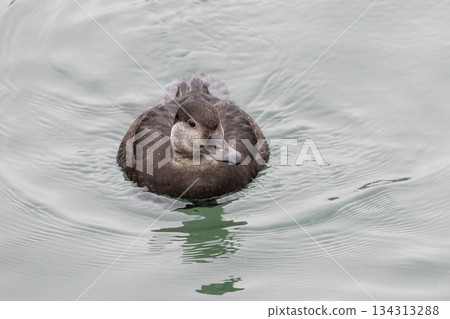 Black scoter bird 134313288
