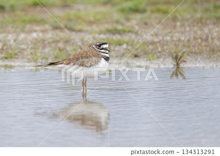 Killdeer bird Killdeer bird 134313291