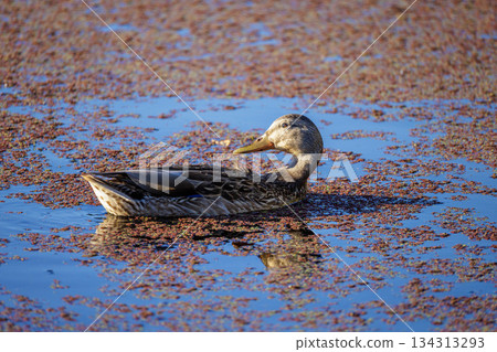 mallard duck male mallard duck male 134313293