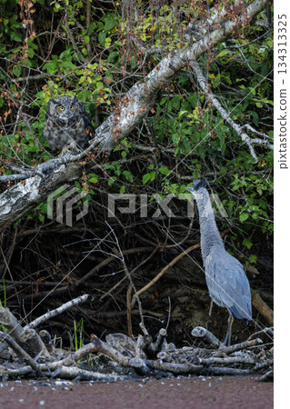 Great horned owl and  Great blue heron 134313325