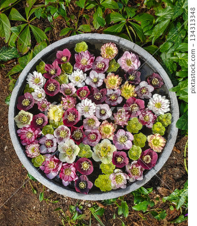 Hellebores flowers 134313348