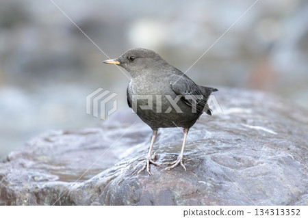 American dipper bird American dipper bird 134313352