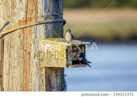 Purple martin bird Purple martin bird 134313372