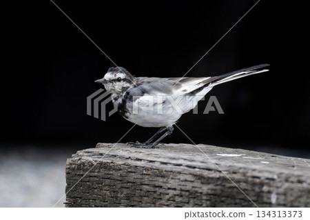 White Wagtail bird 134313373
