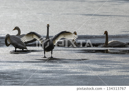 一隻天鵝飛進了矢吹町的大池公園 134313767