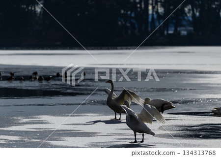 一隻天鵝飛進了矢吹町的大池公園 134313768