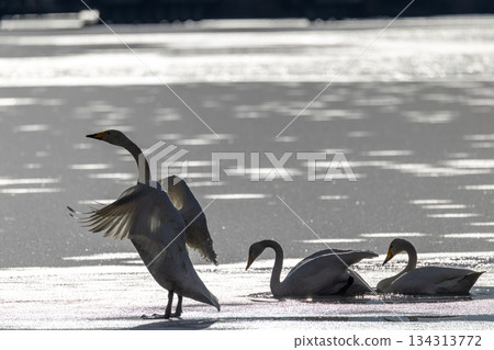 A swan that flew into Oike Park in Yabuki Town A swan that flew into Oike Park in Yabuki Town 134313772