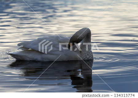 A swan that flew into Oike Park in Yabuki Town 134313774