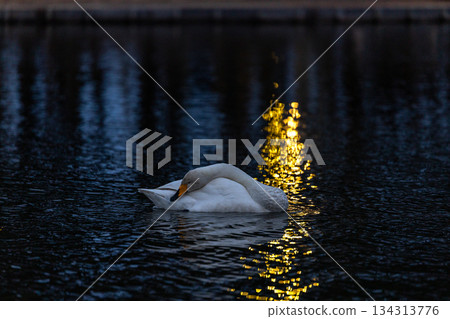 A swan that flew into Oike Park in Yabuki Town 134313776