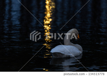 A swan that flew into Oike Park in Yabuki Town 134313778
