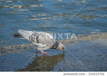 Pigeons by the water, Dojima River, Osaka City, Nakanoshima Park 134313792