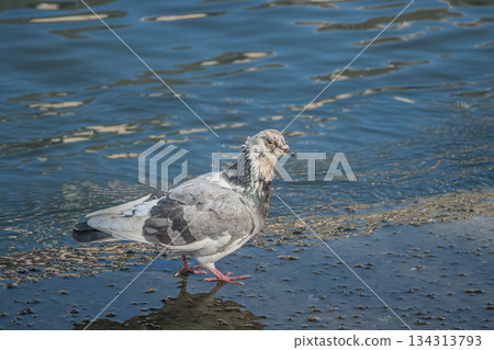 Pigeons by the water, Dojima River, Osaka City, Nakanoshima Park Pigeons by the water, Dojima River, Osaka City, Nakanoshima Park 134313793