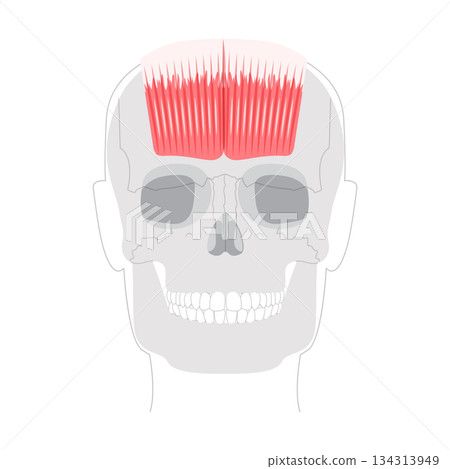 Occipitofrontalis - Human scalp muscle that raises the eyebrows and wrinkles the forehead, depicted in detailed anatomy 134313949