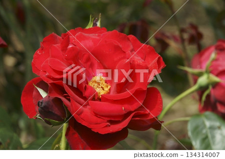 Button Button 134314007