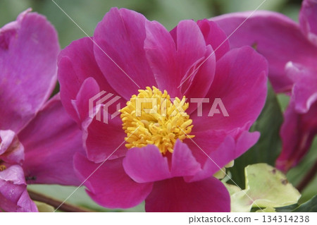 Button Button 134314238