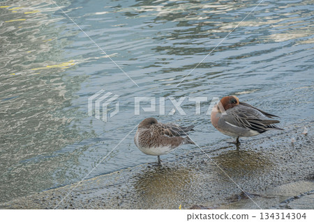 A pair of wigeons relaxing by the water in Nakanoshima Park, Osaka City 134314304