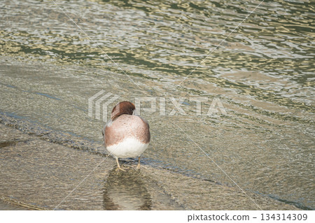 一隻雄性赤頸鴨在大阪市中之島公園的水邊休憩 134314309