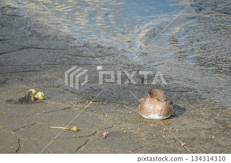一隻雌性赤頸鴨在大阪市中之島公園的水邊休息 134314310