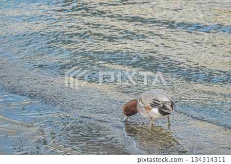 一隻雄性赤頸鴨在大阪市中之島公園的水邊。 134314311