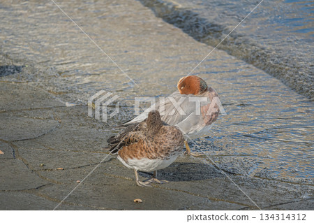兩隻赤頸鴨在大阪市中之島公園的水邊休憩 134314312