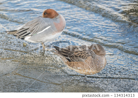 A pair of wigeons relaxing by the water in Nakanoshima Park, Osaka City 134314313