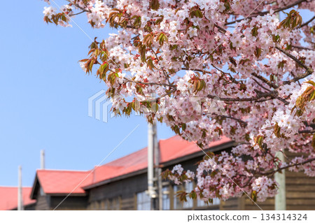 北海道協和町原堀尼小學的櫻花盛開，美不勝收 [五月] 134314324