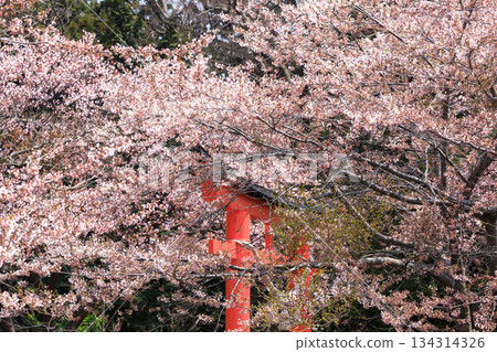 北海道洞爺湖町神社內的櫻花盛開（五月） 134314326