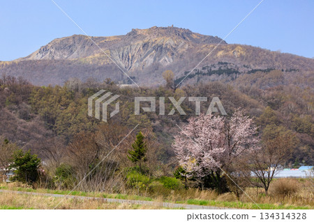 從北海道壯別町伊達市一側眺望有珠山和櫻花[五月] 134314328
