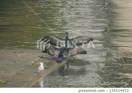 A cormorant spreading its wings by the water, Nakanoshima Park, Dojima River, Osaka City A cormorant spreading its wings by the water, Nakanoshima Park, Dojima River, Osaka City 134314472