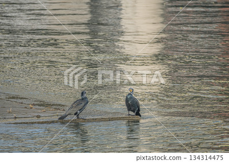 Cormorants near the water, Dojima River, Osaka City, Nakanoshima Park Cormorants near the water, Dojima River, Osaka City, Nakanoshima Park 134314475