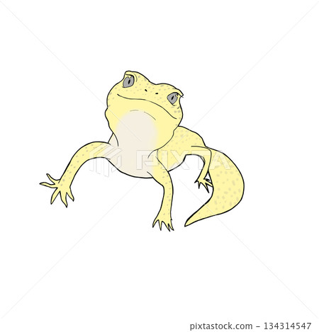 A realistic and cute color illustration of a leopard gecko. Colorful 134314547